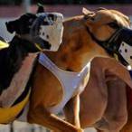 bet on greyhound racing online